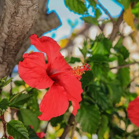 빌라 Channa - Adults Only