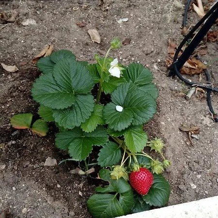 Channa - Adults Only