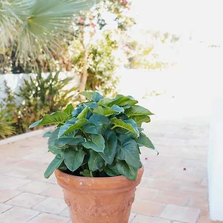 Channa - Adults Only *